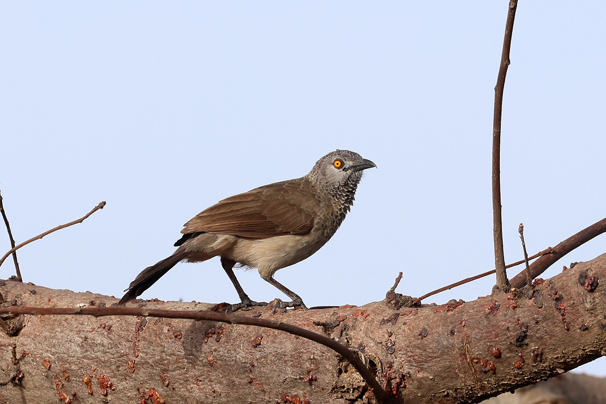 Brown Babbler